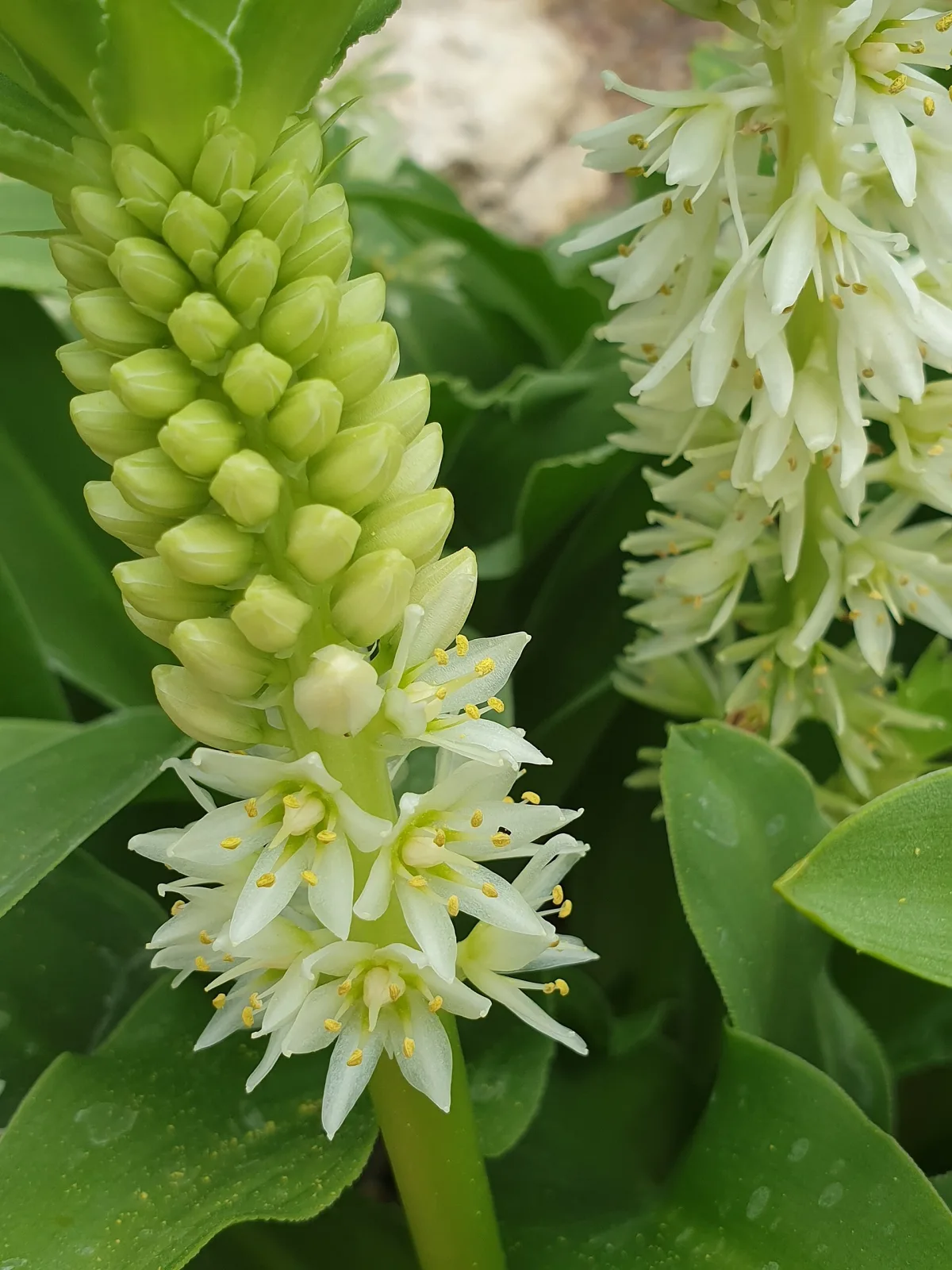 Eucomis autumnalis