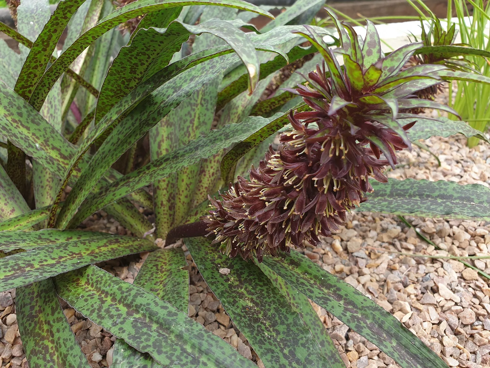 Eucomis vandermerwei