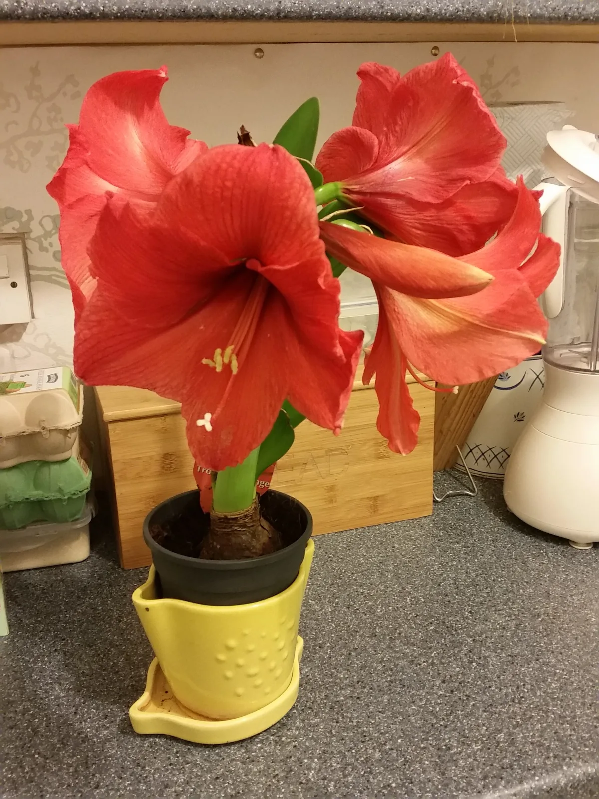 Hippeastrum Red Lion