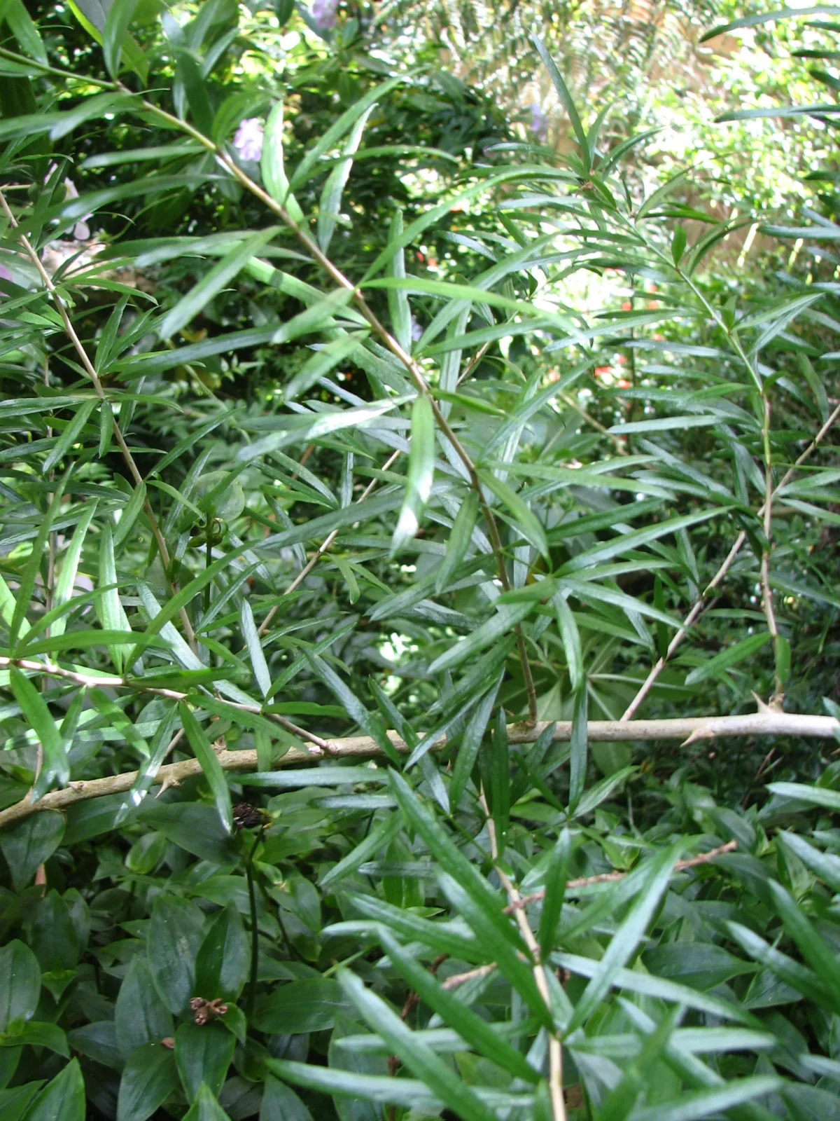 Asparagus falcatus