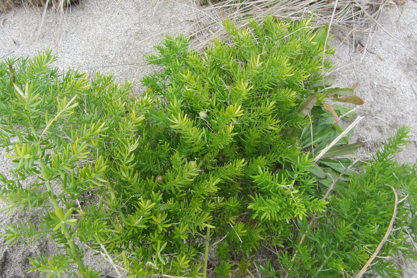 Asparagus densiflorus Sprengeri
