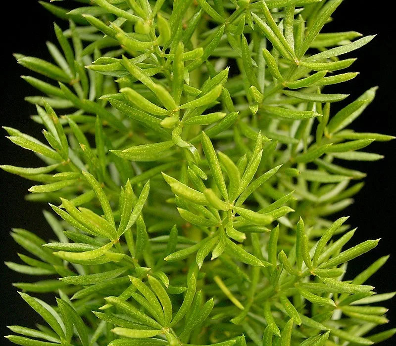 Asparagus densiflorus Cwebe