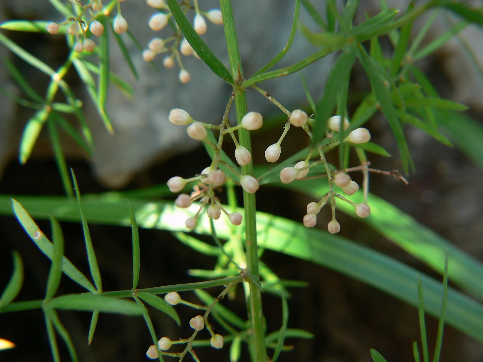 Asparagus densiflorus Cwebe