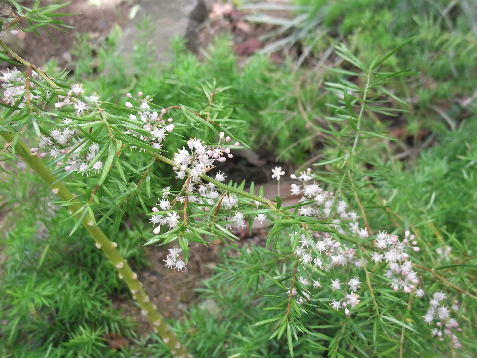 Asparagus densiflorus Sprengeri