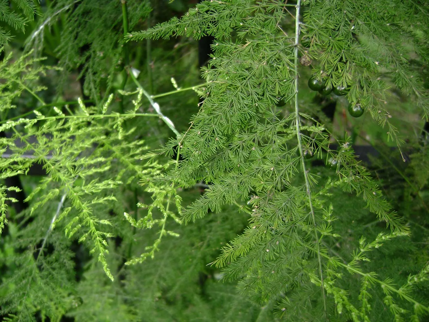 Asparagus plumosus