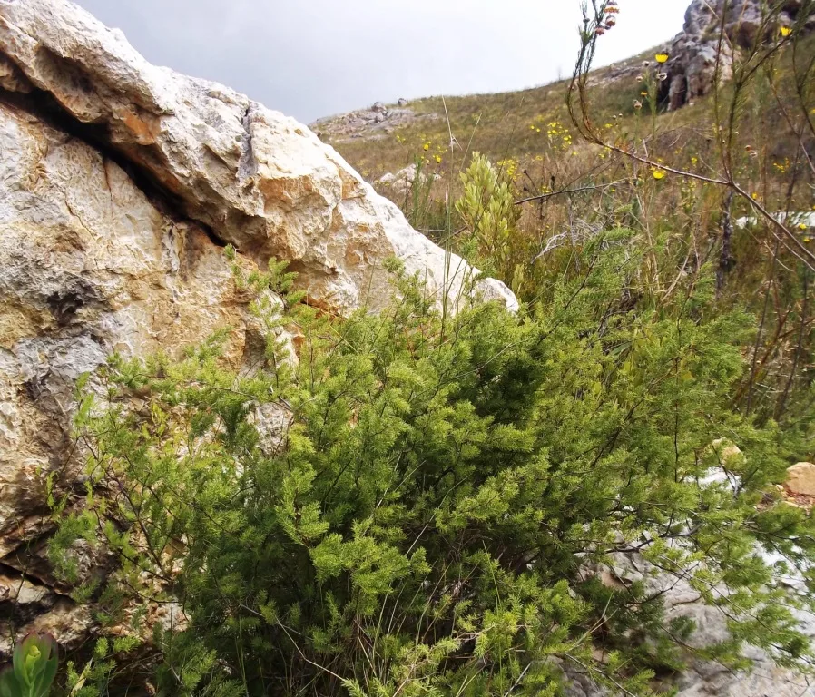 Asparagus rubicundus