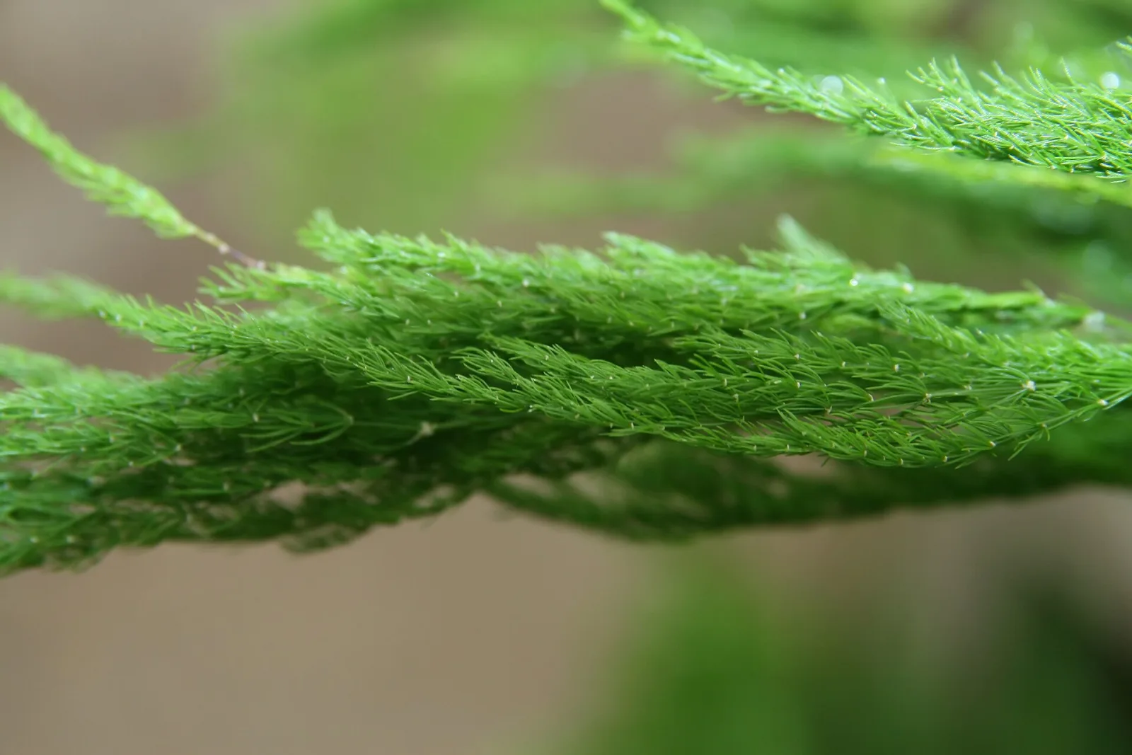 Asparagus setaceus
