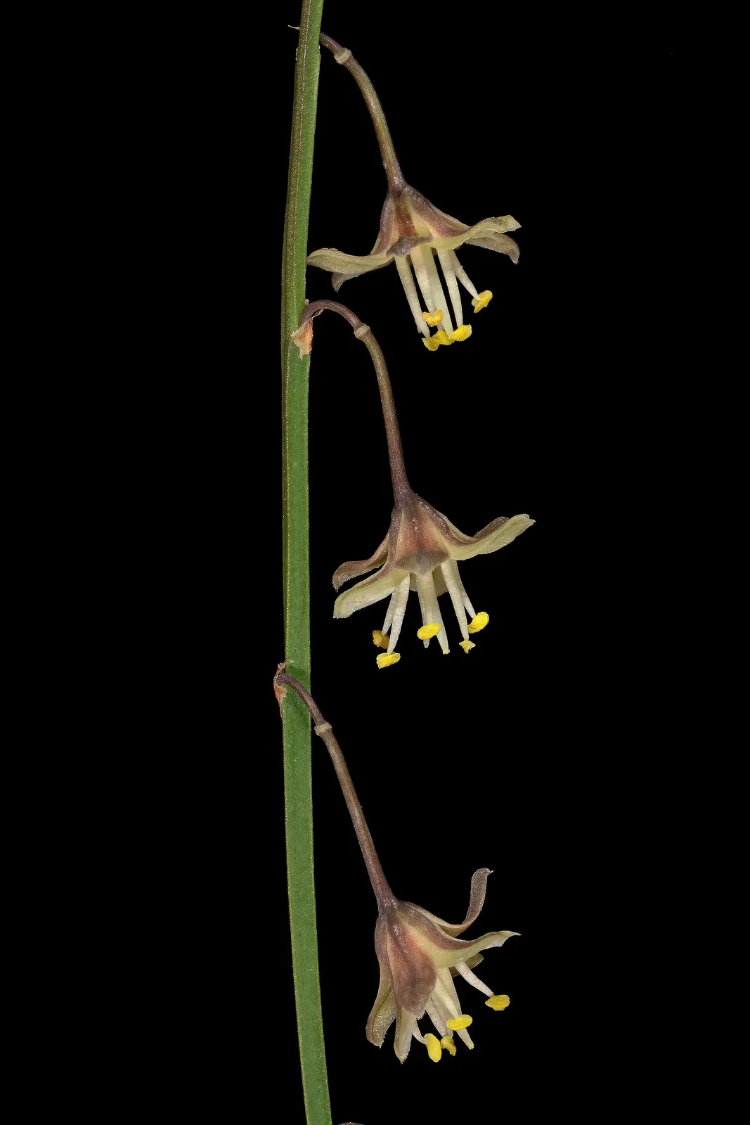 Asparagus virgatus