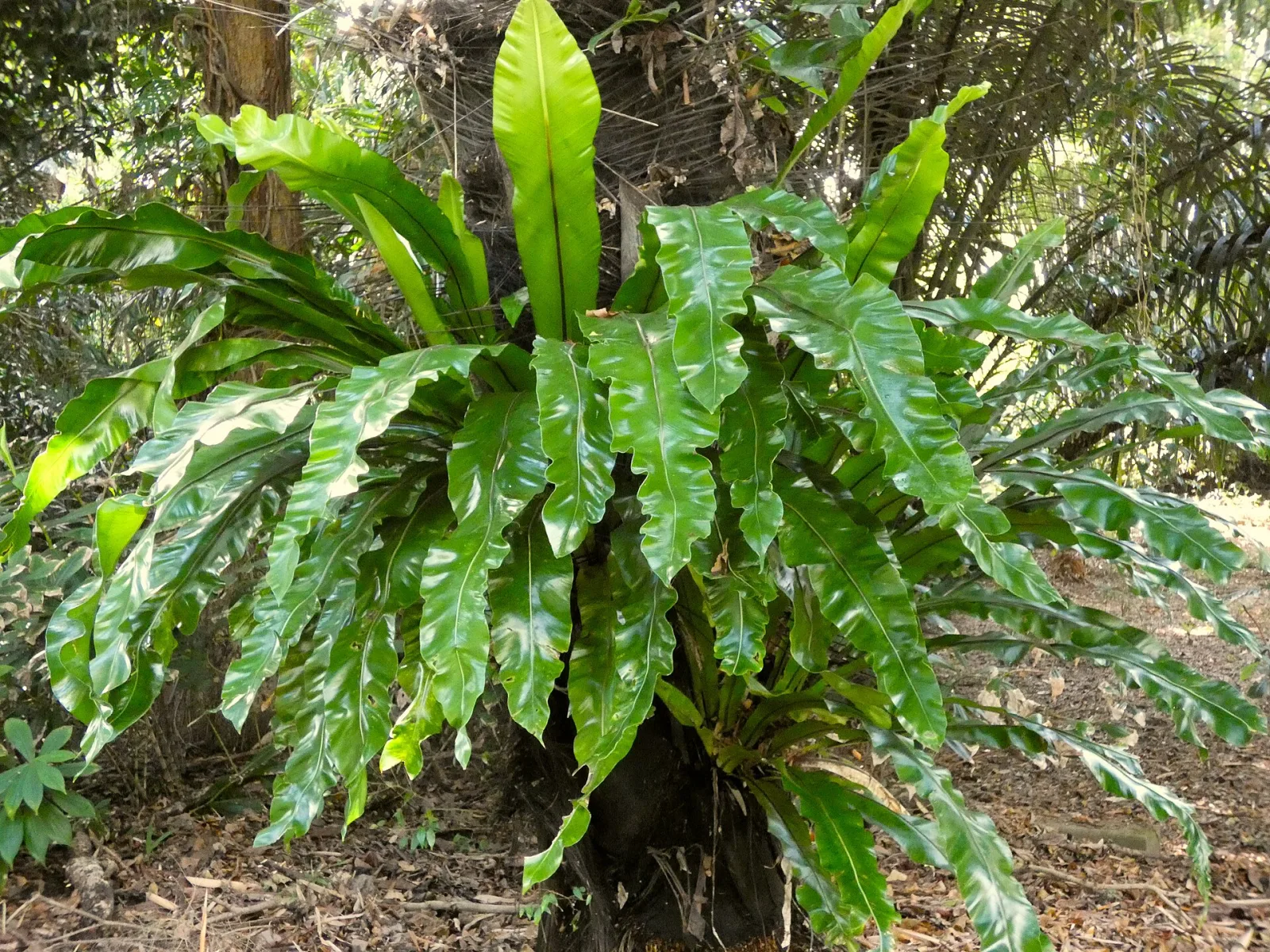 Asplenium nidus