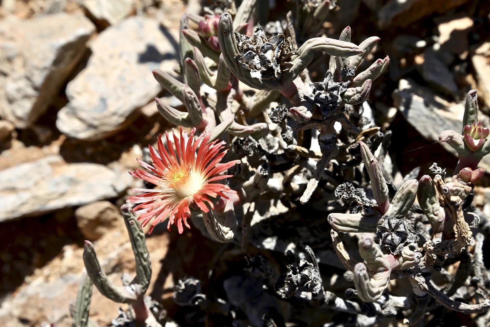 Astridia longifolia