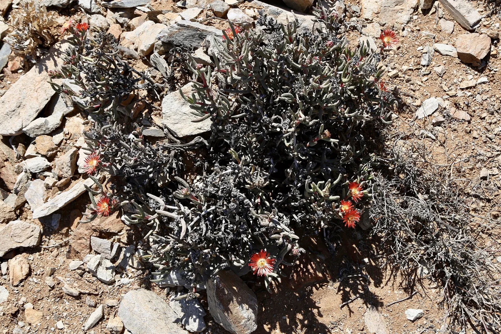 Astridia longifolia