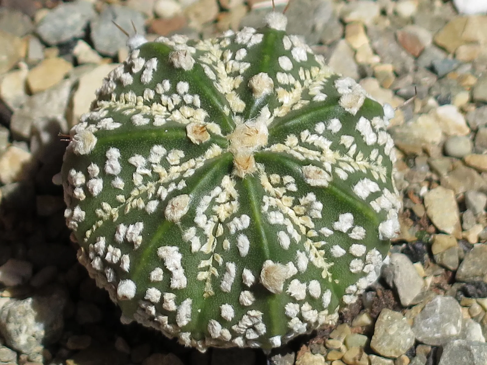 Astrophytum asterias cv Superkabuto