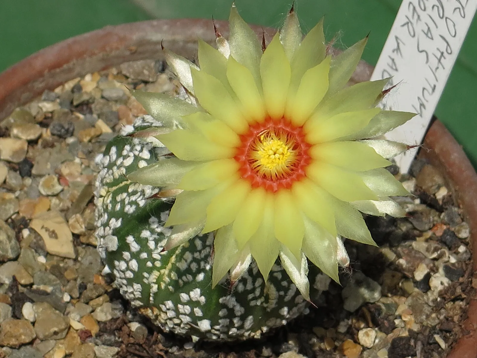 Astrophytum asterias cv Superkabuto