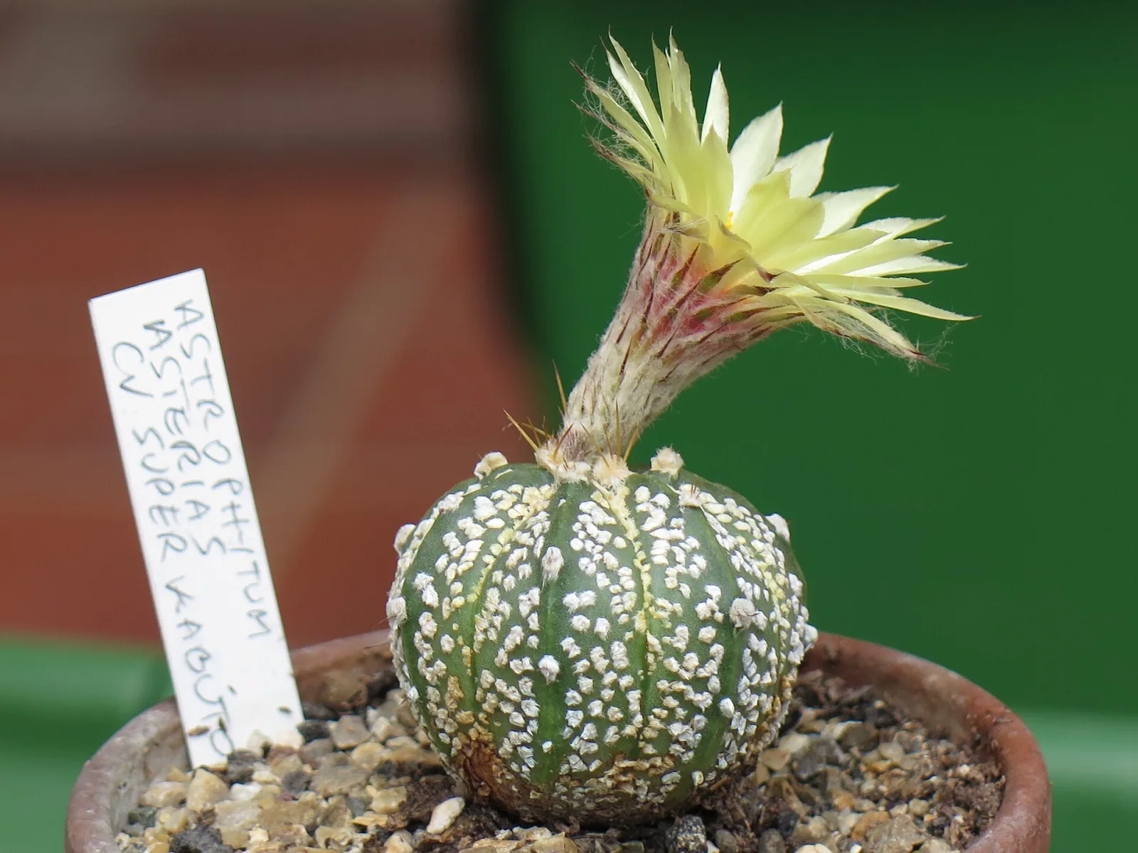 Astrophytum asterias cv Superkabuto