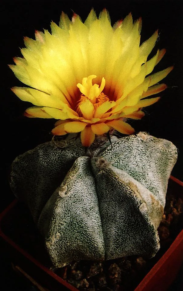 Astrophytum coahuilense