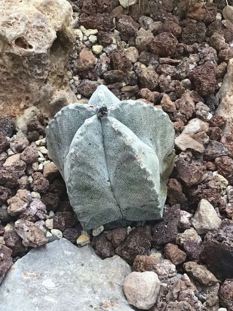 Astrophytum coahuilense