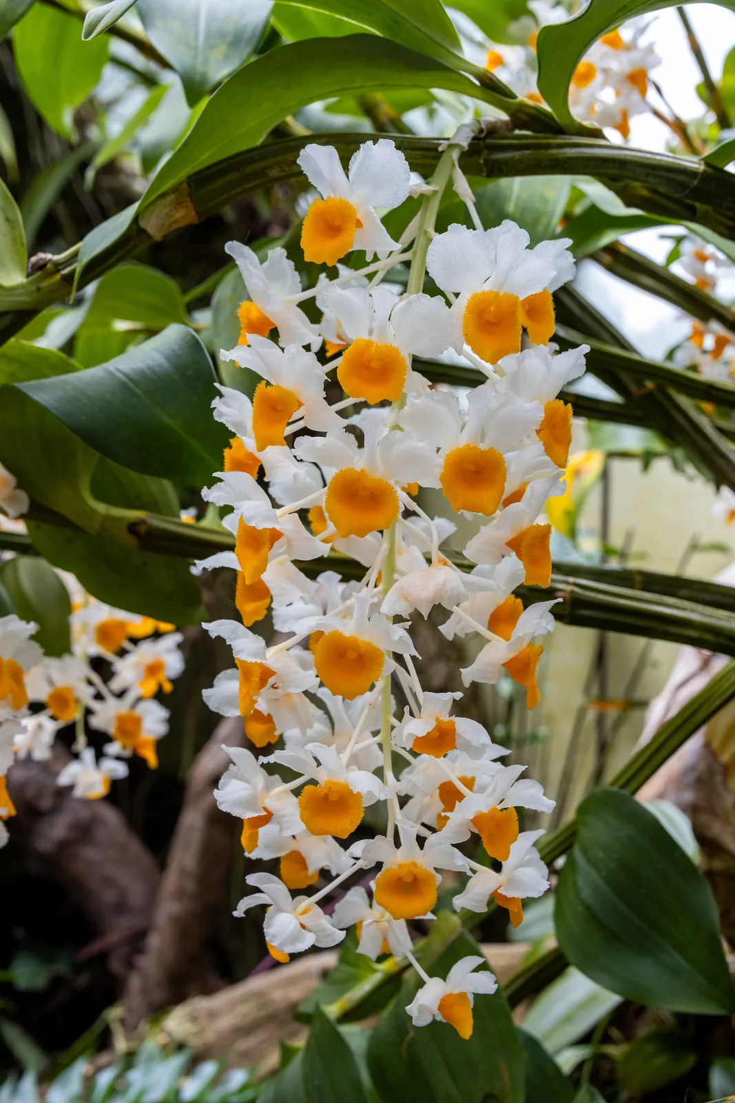 Dendrobium thyrsiflorum
