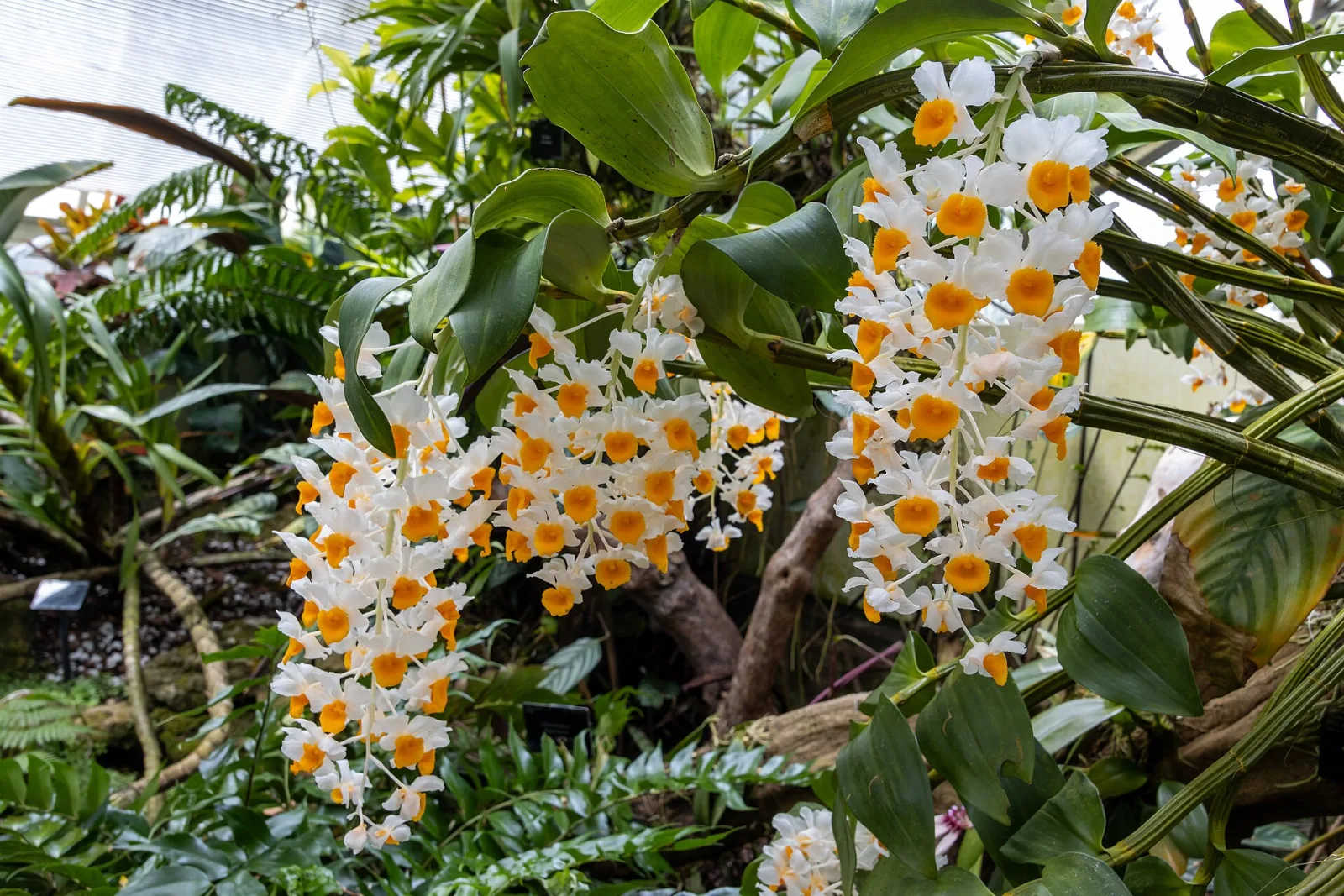 Dendrobium thyrsiflorum
