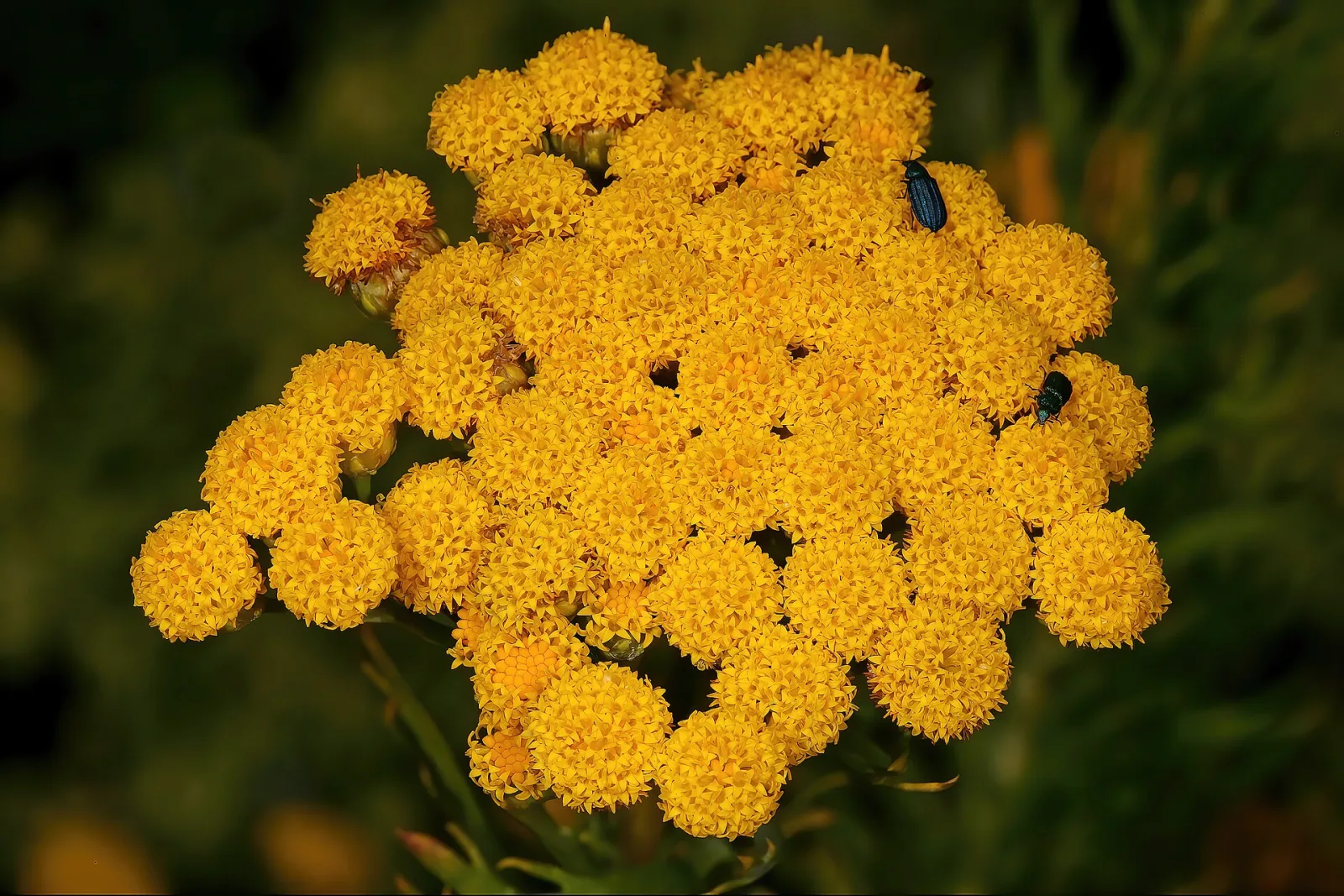 Athanasia crithmifolia