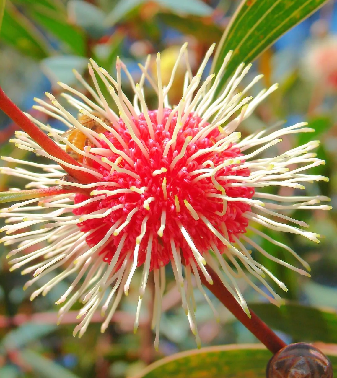Hakea laurina