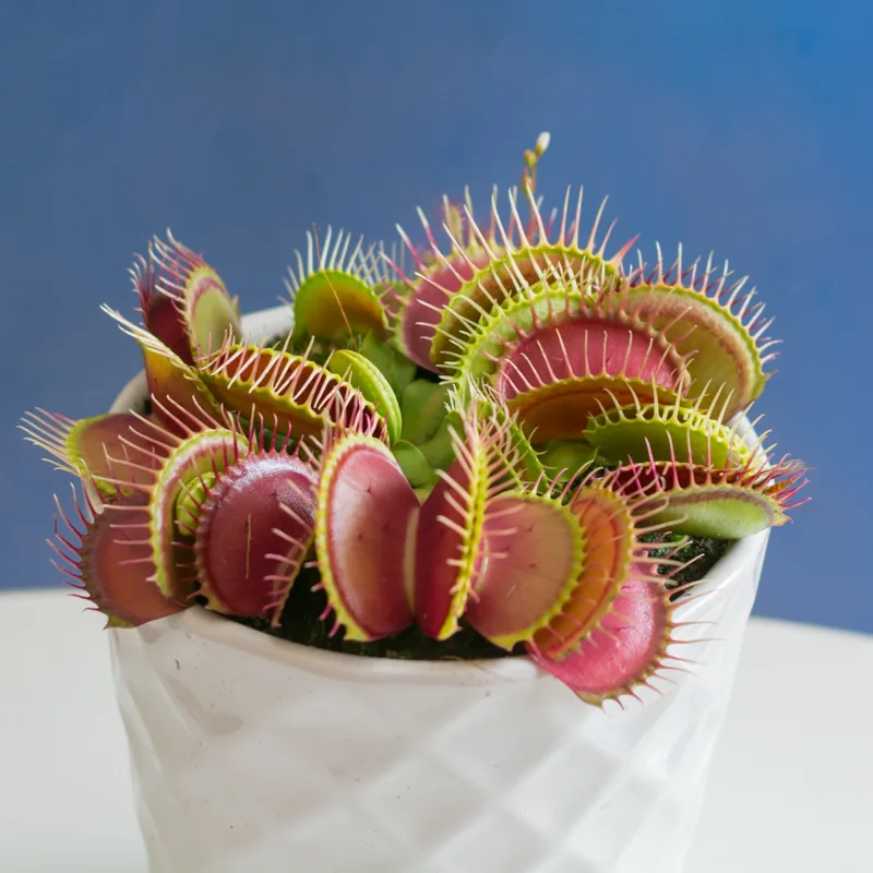 Dionaea muscipula B52
