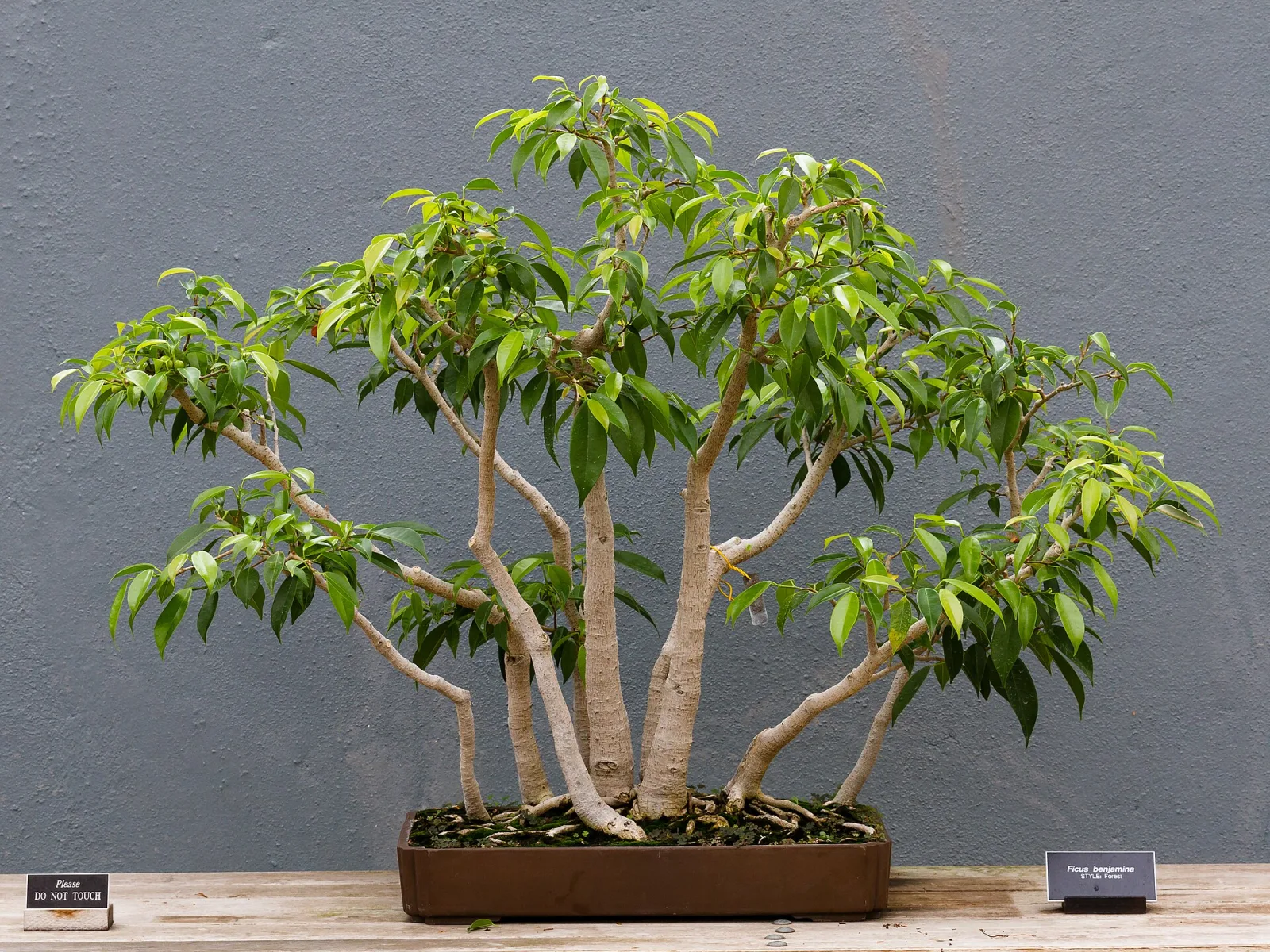 Ficus benjamina