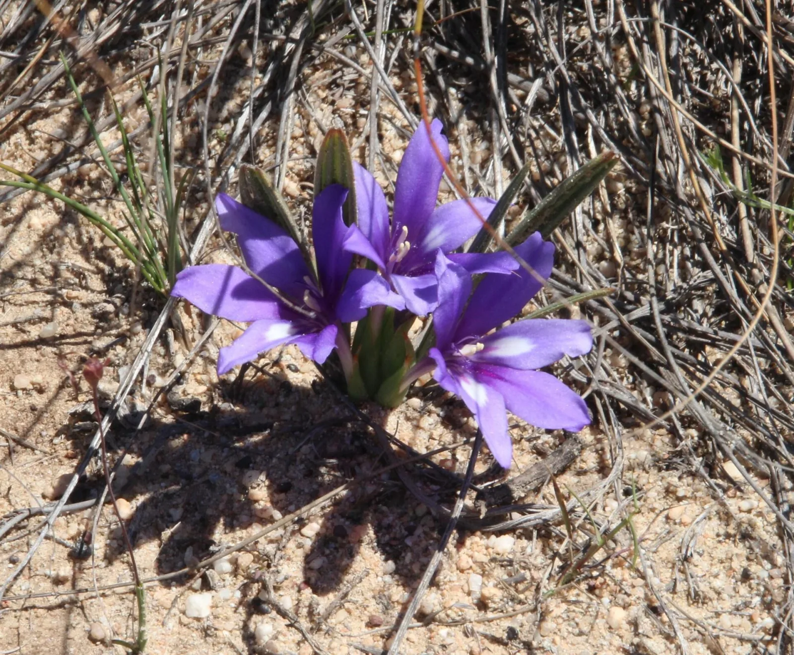 Babiana ambigua
