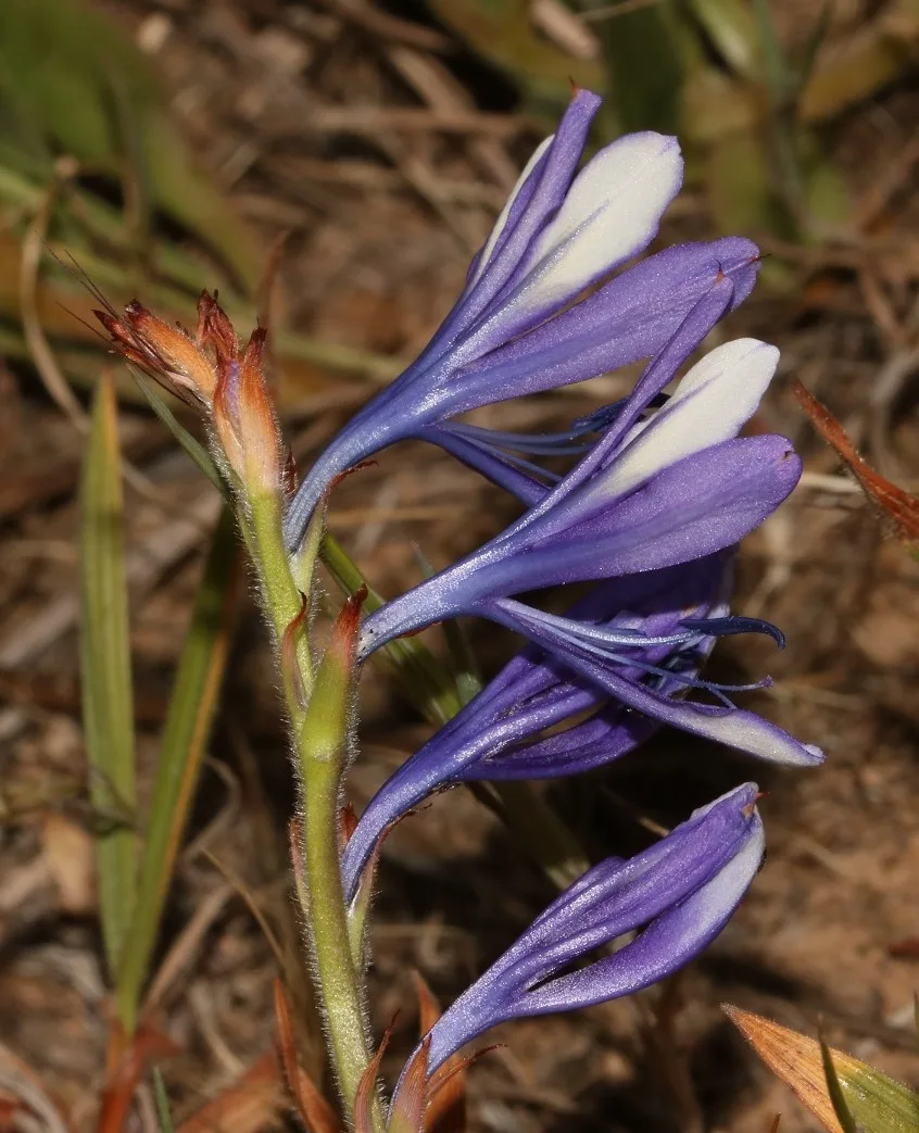 Babiana inclinata