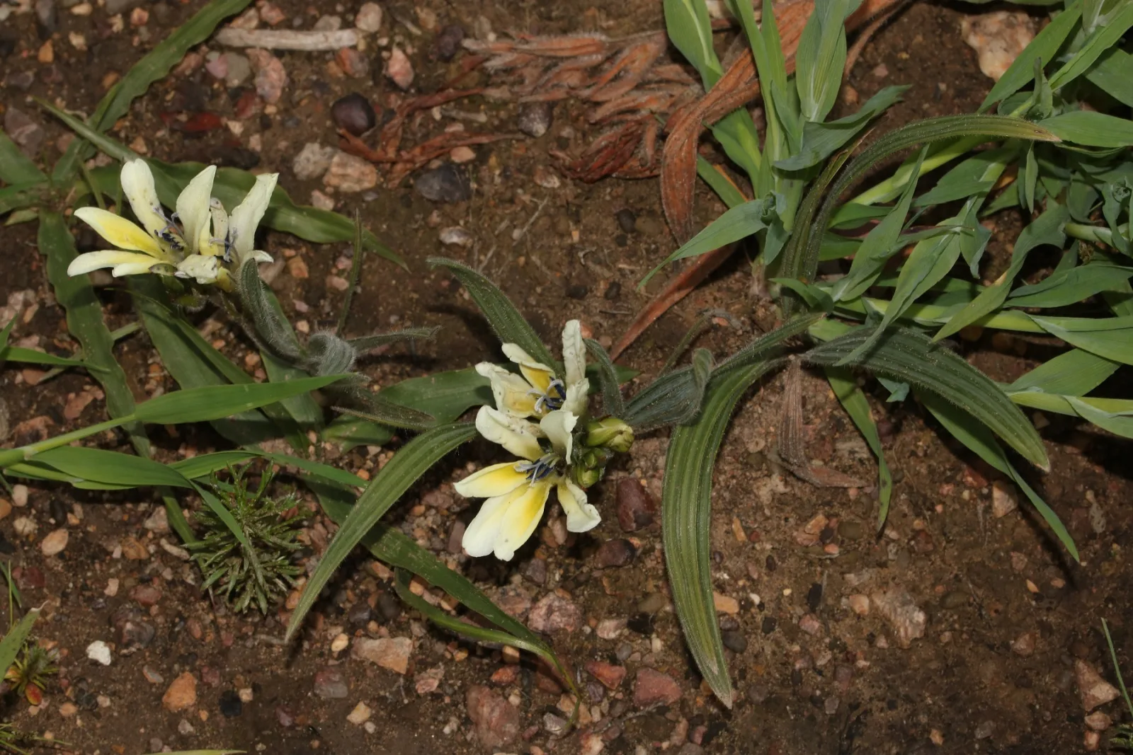 Babiana odorata
