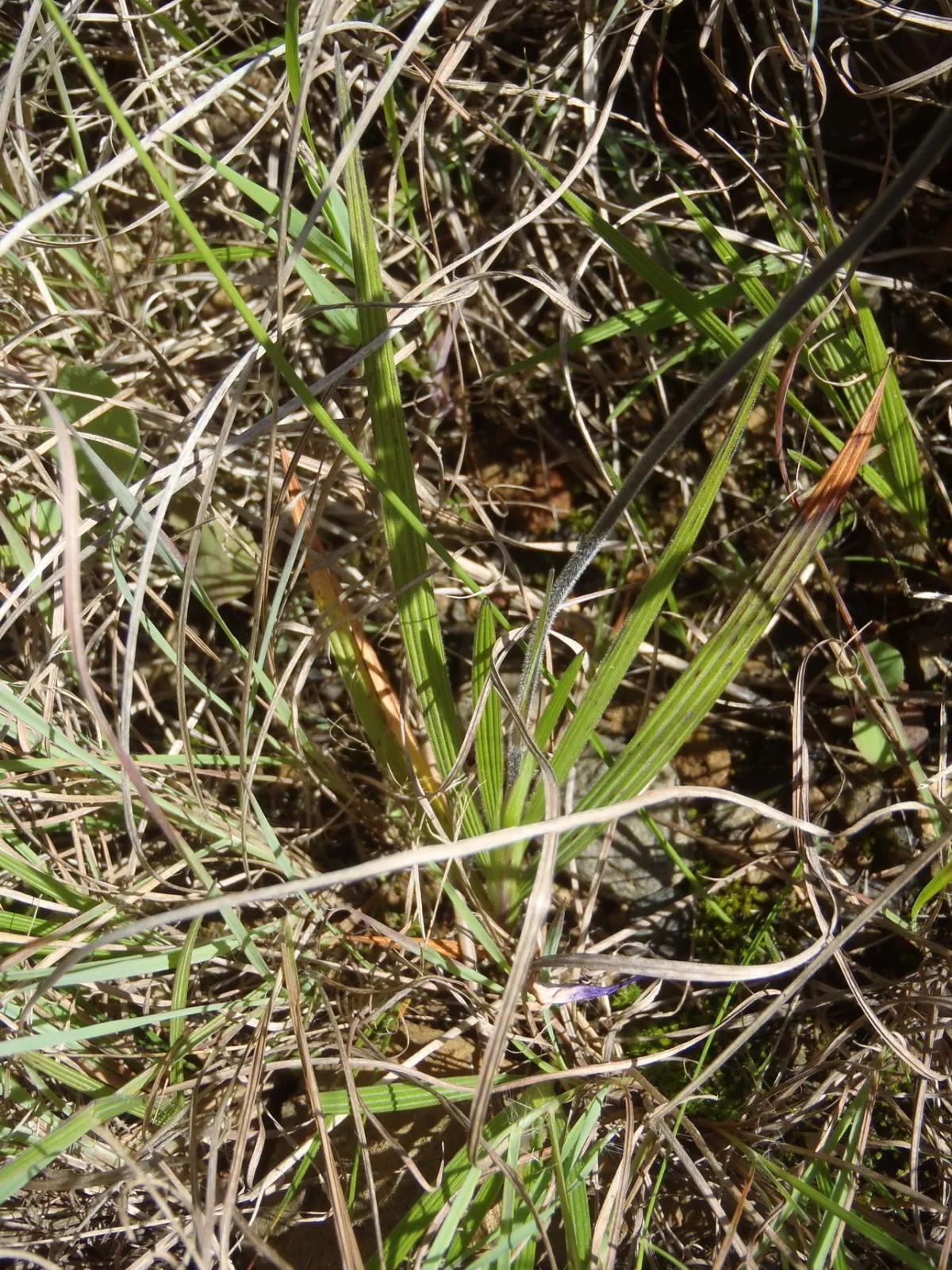 Babiana patersoniae