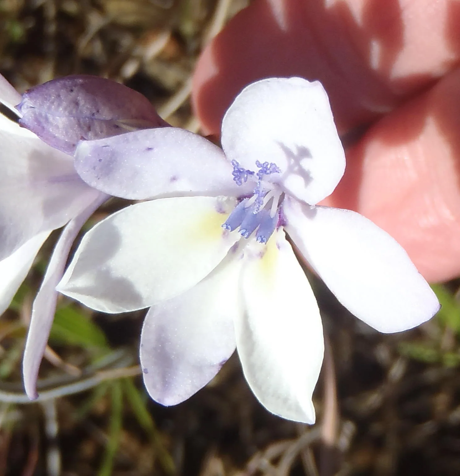 Babiana patersoniae