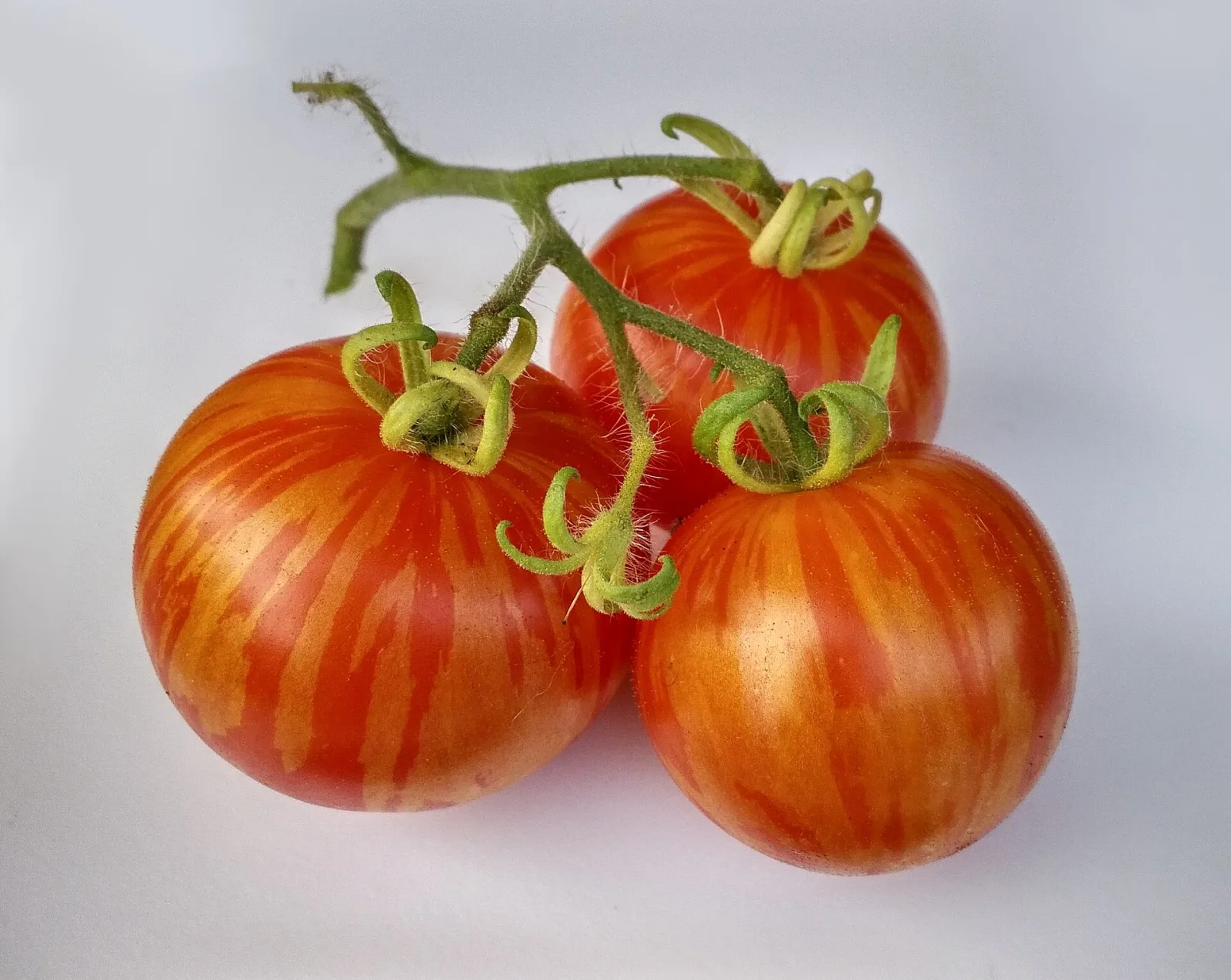 Tomato Tigerella Samen
