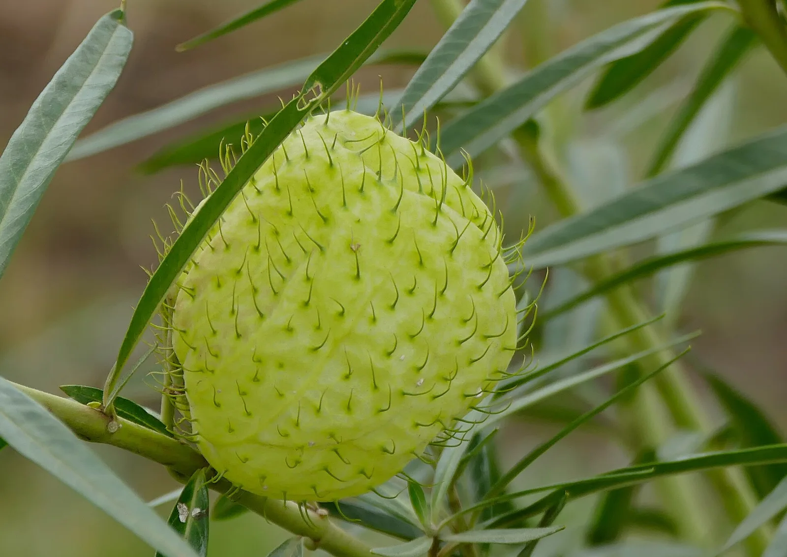 Gomphocarpus physocarpus