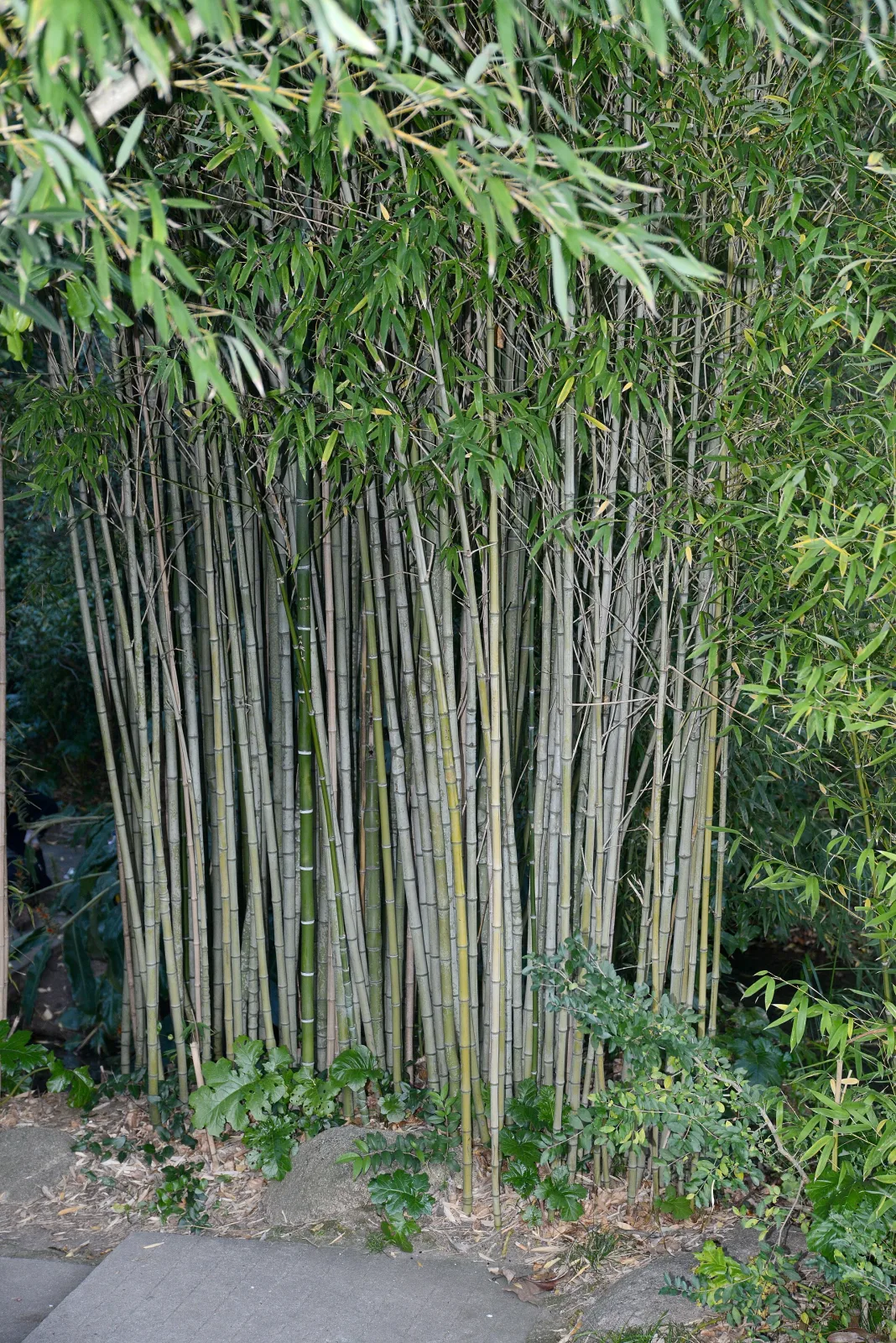 Phyllostachys aurea