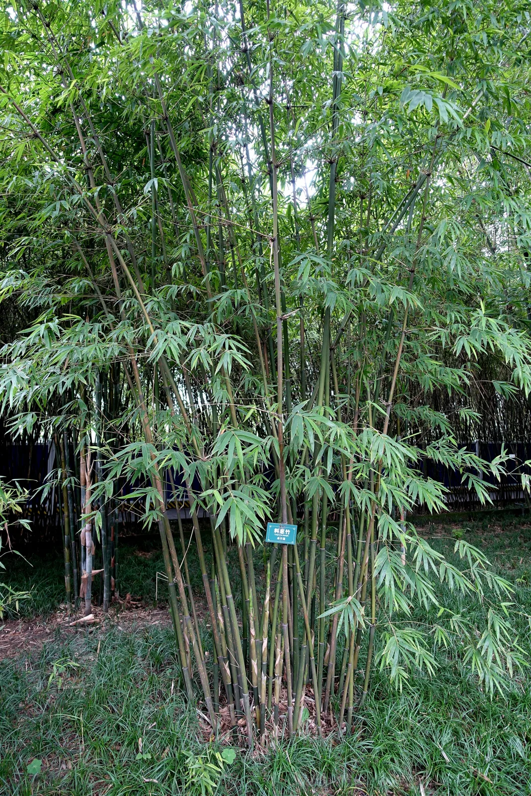 Bambusa distegia