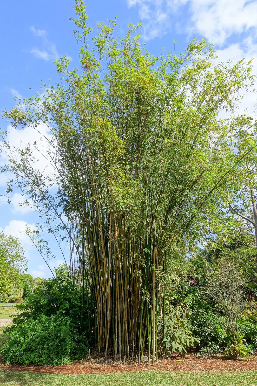 Neosinocalamus affinis