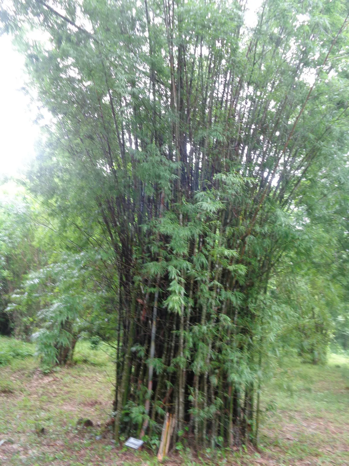 Dendrocalamus membranaceus