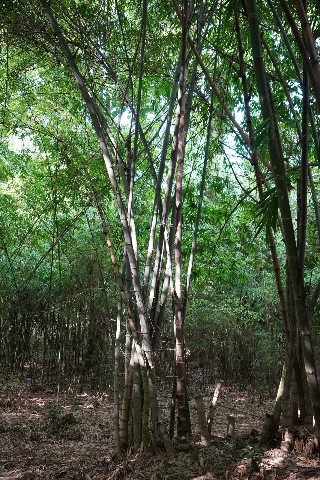 Bambusa polymorpha
