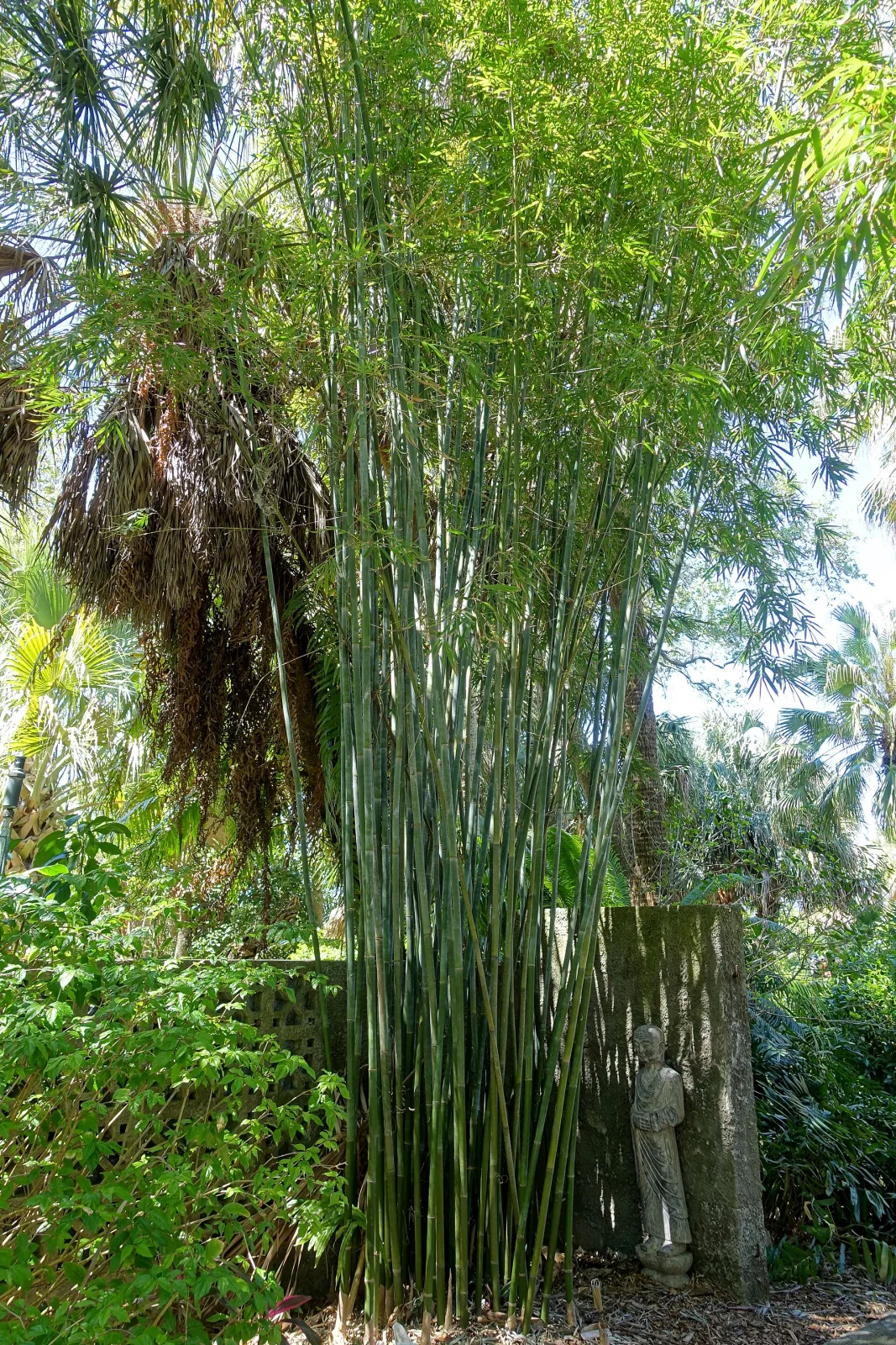 Bambusa textilis
