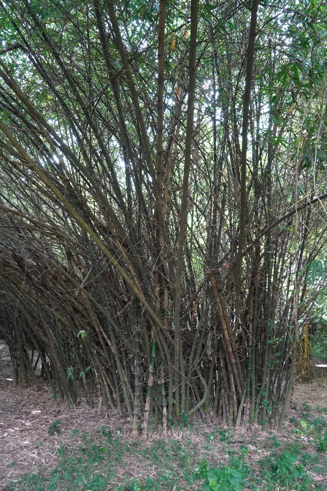 Bambusa tulda