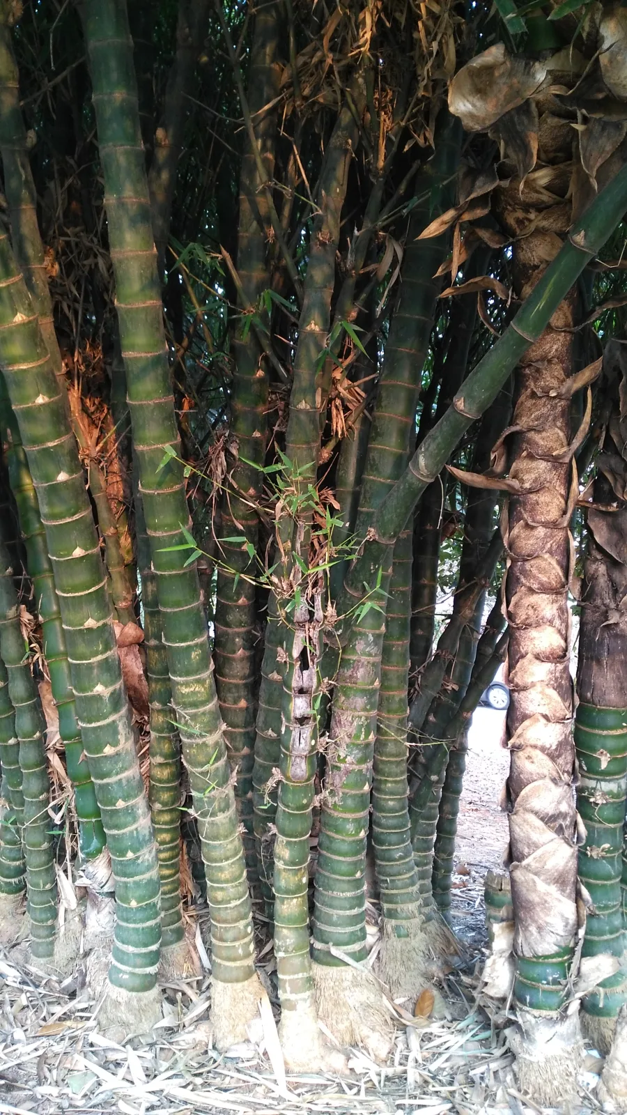Bambusa tuldoides