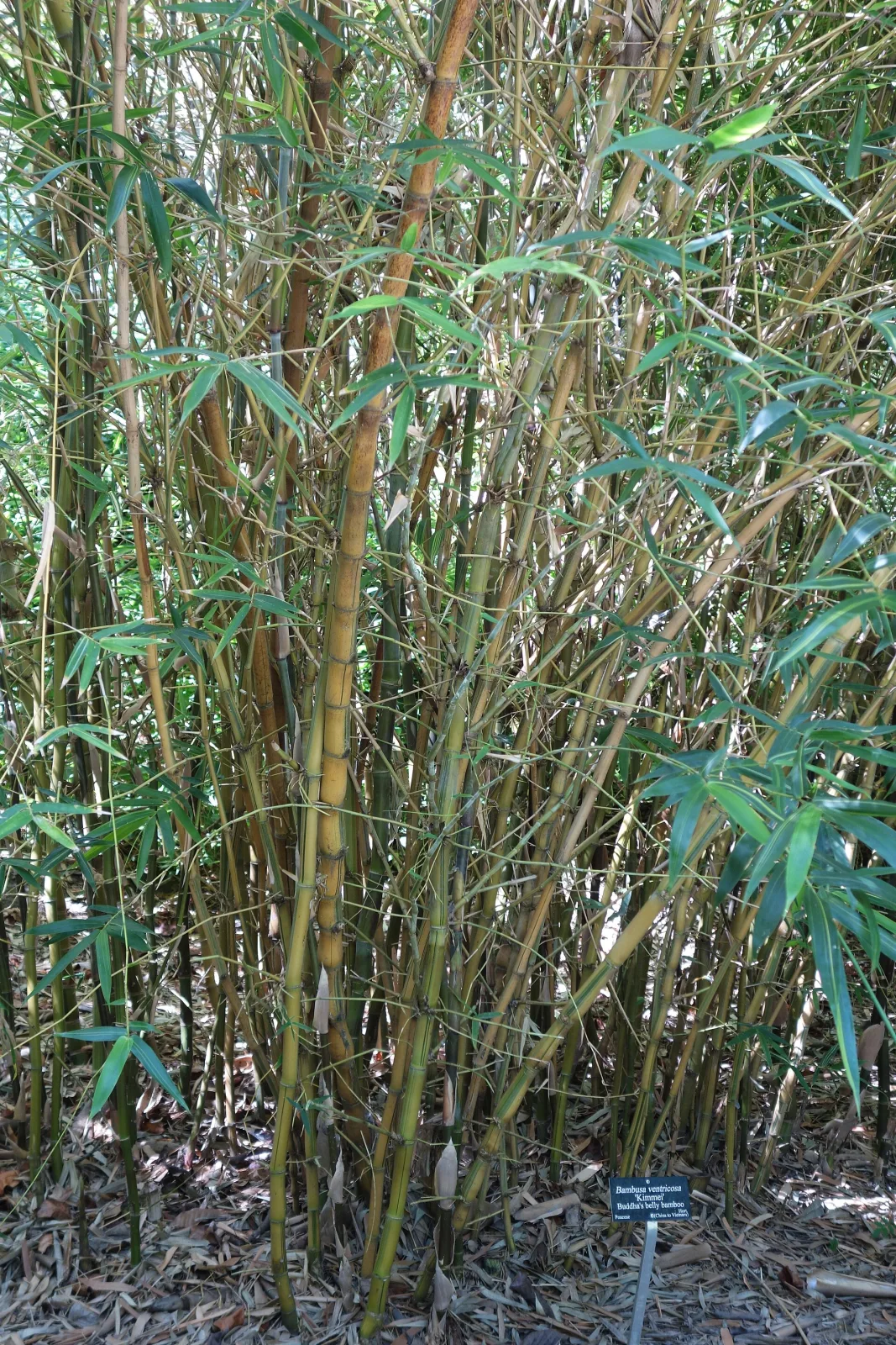 Bambusa ventricosa
