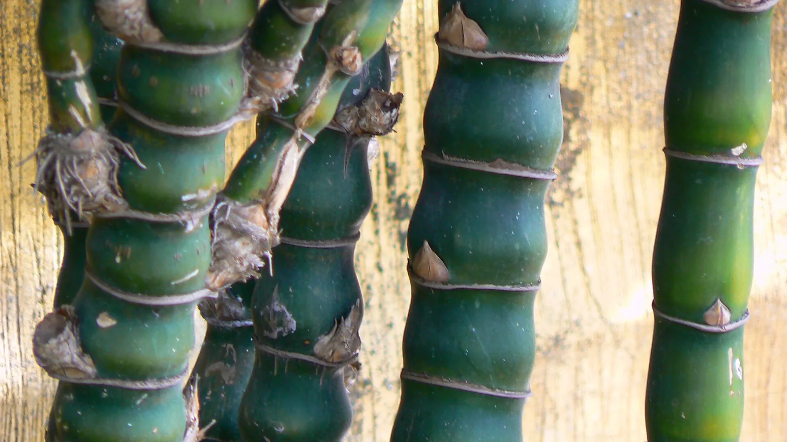 Bambusa ventricosa