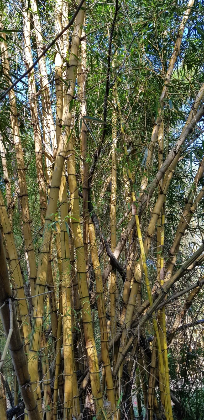 Bambusa vulgaris
