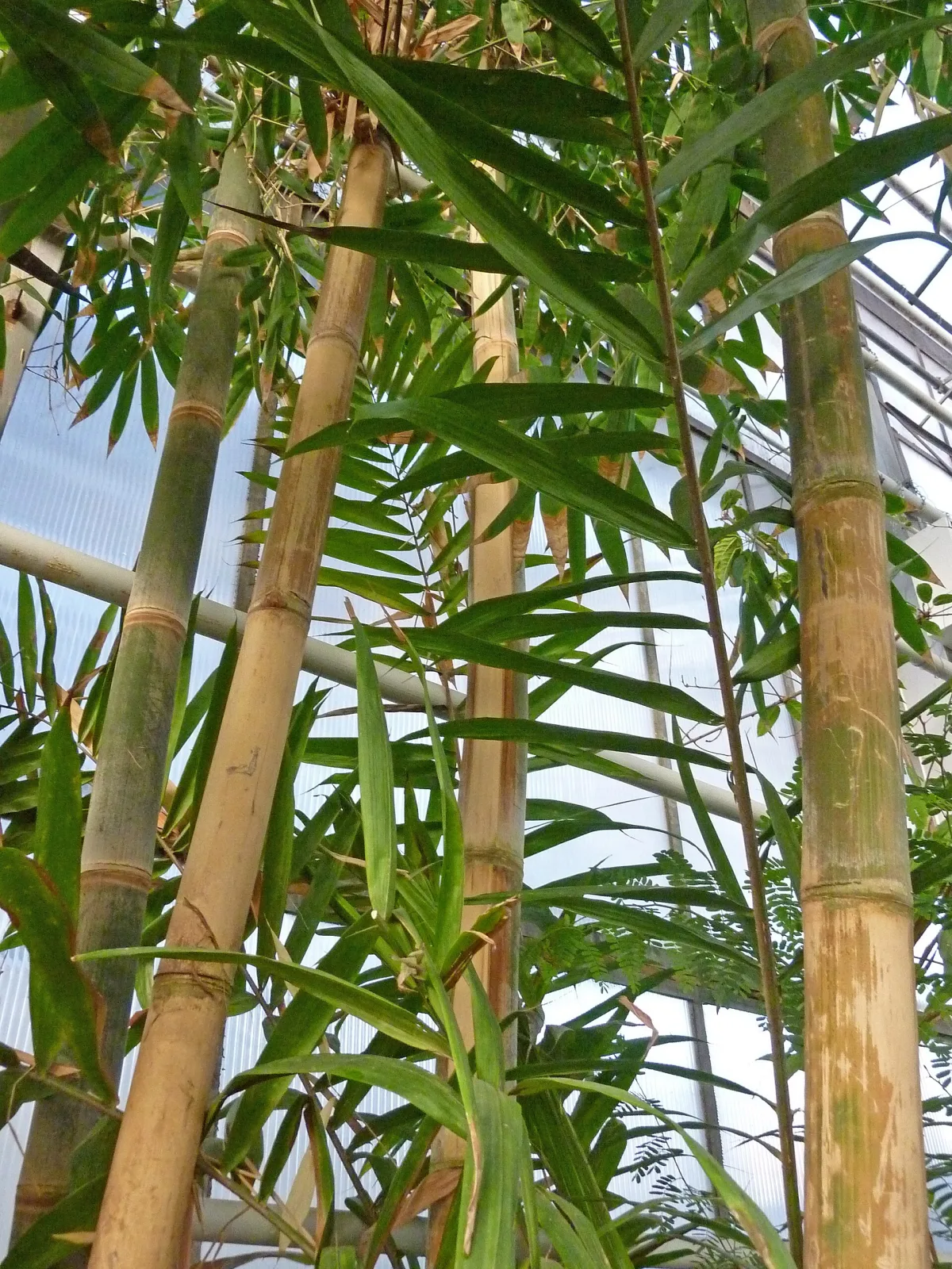 Bambusa vulgaris