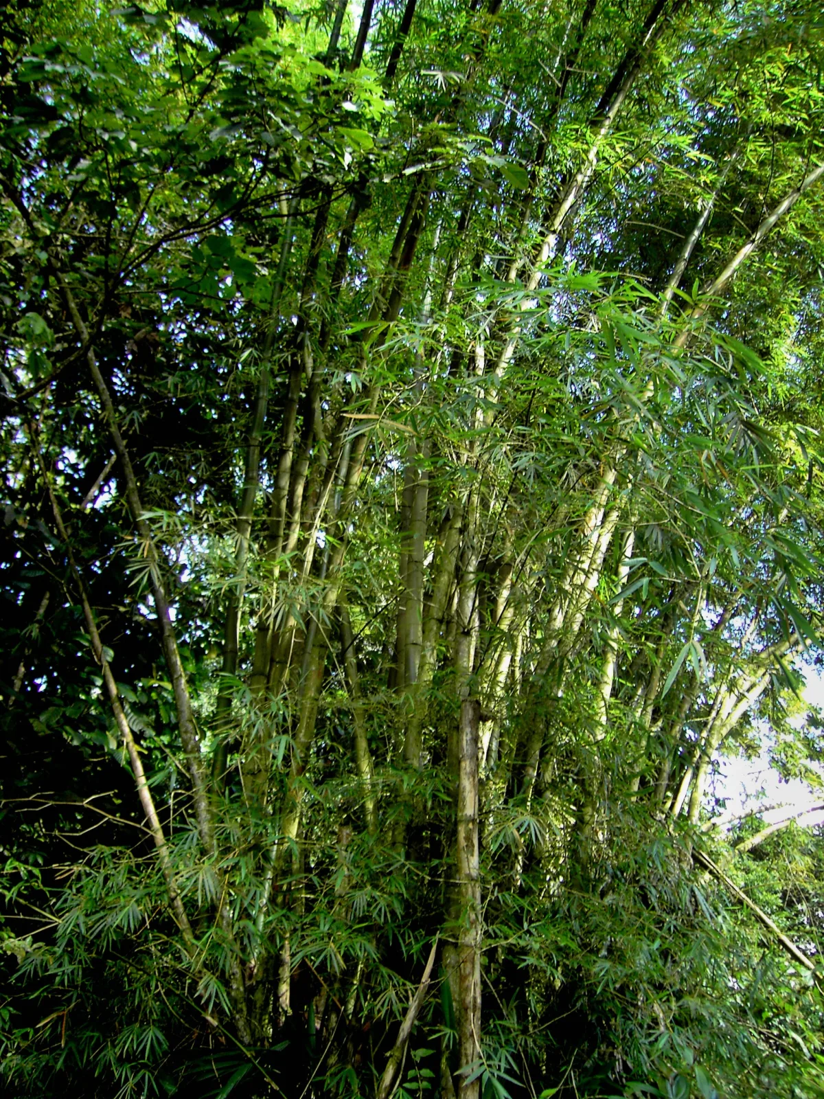 Bambusa vulgaris