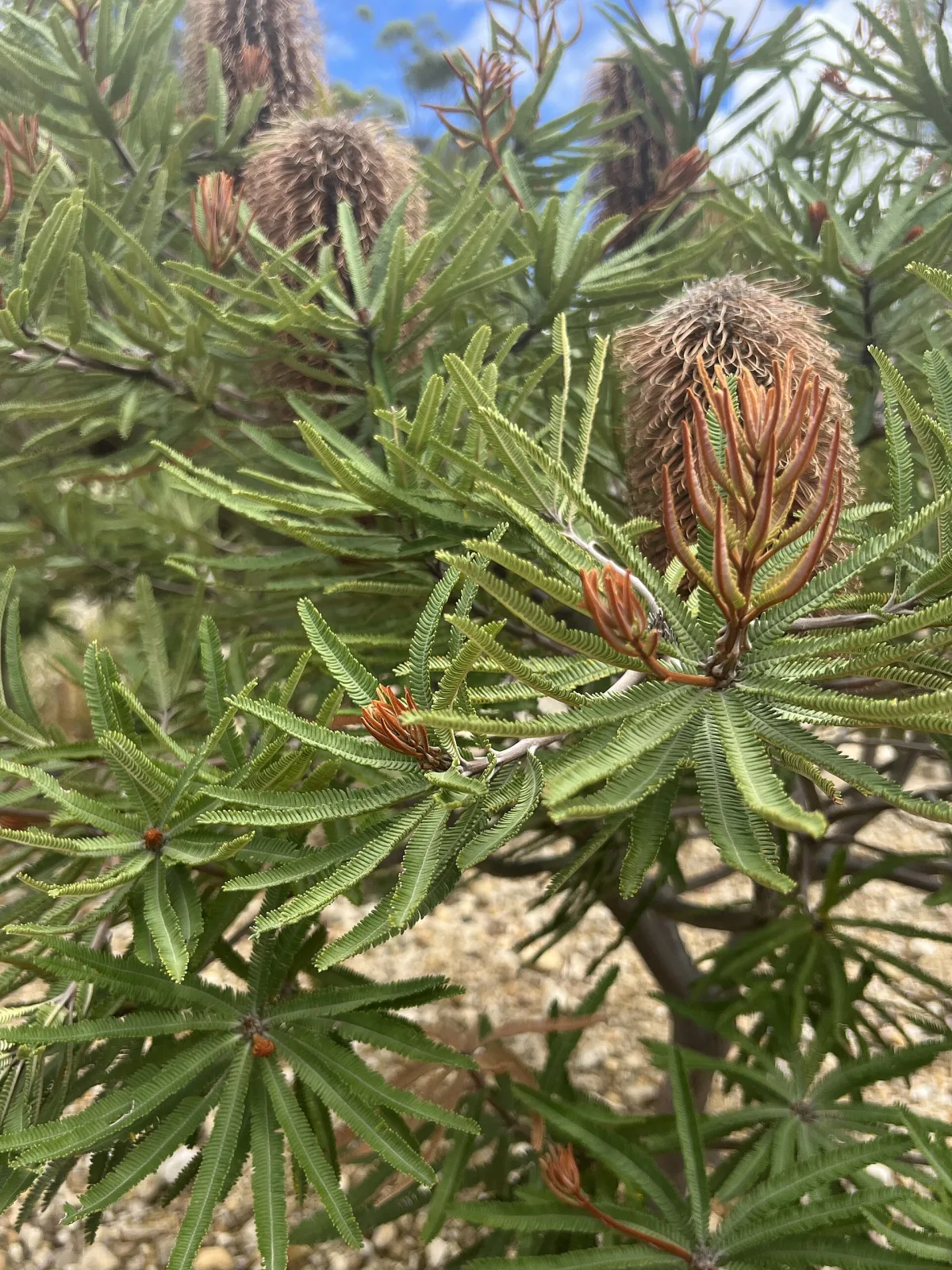 Banksia brownii