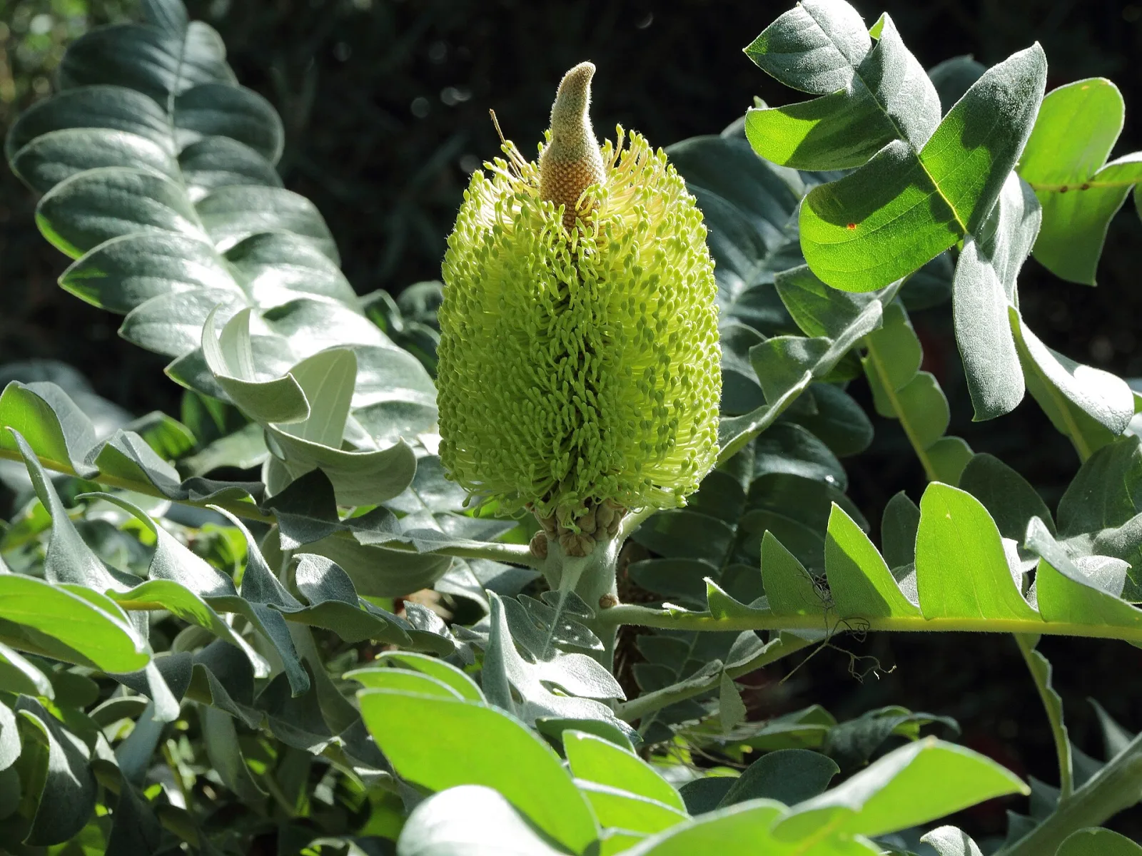 Banksia grandis