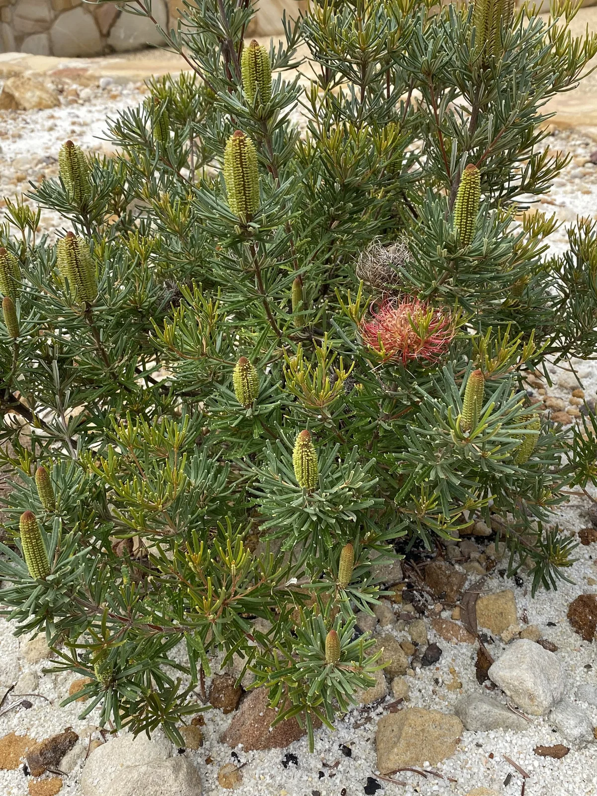 Banksia occidentalis