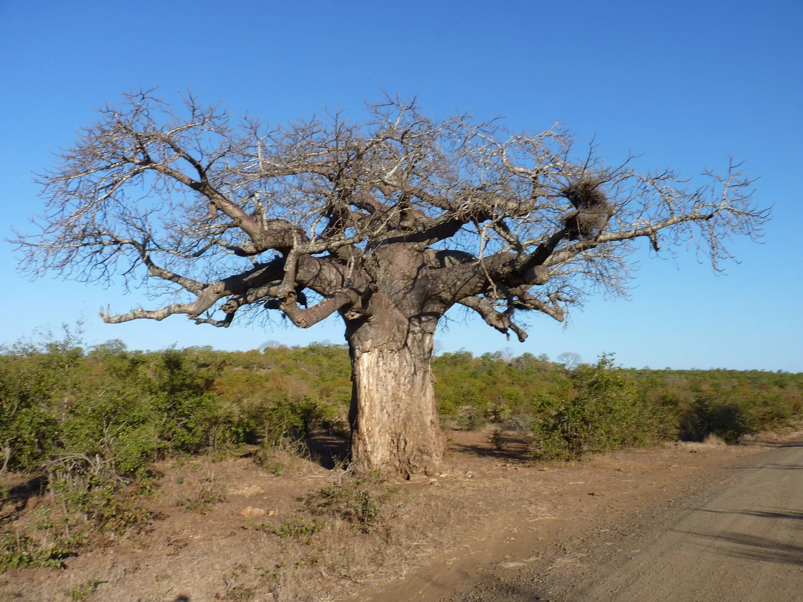 Adansonia za